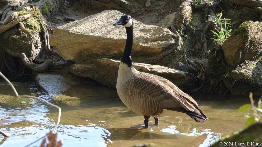 A Canada Goose standing in a puddle of water against a background of gray rocks. The goose has a brown back and wings with off-white lower body parts, a black neck and head, and a white spot on the side of the head.