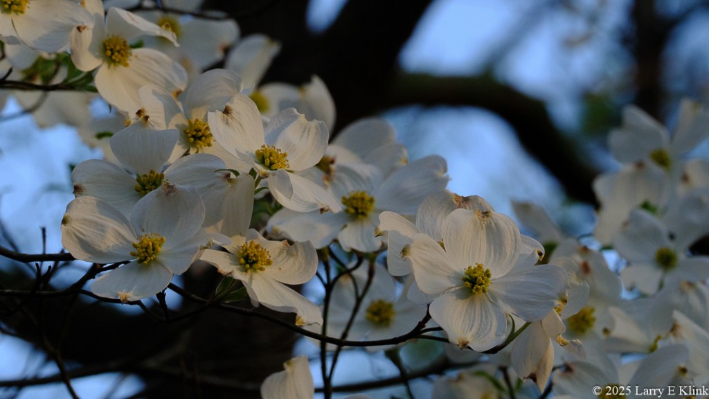 A diagonal row of white flowers with yellow centers from a dogwood tree. The background is blue sky and the blurred image of a dark tree.