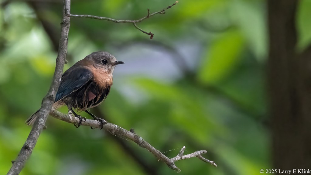 A small, eastern bluebird perched on a tree branch in the left side of the frame. The background is blurred, green leaves.