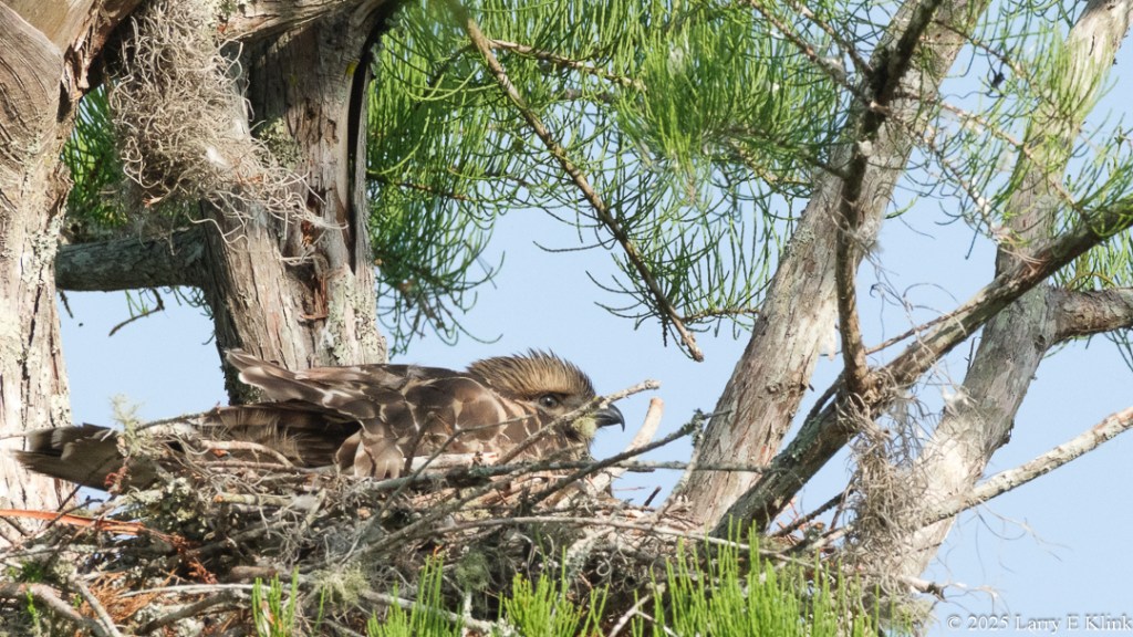 1.	A single juvenile Red-shouldered Hawk lying on a nest made of sticks in the lower left side of the picture. This large bird has a black eye and beak, and a gray-brown crest on its head. Its body is mottled, with large gray-brown spots against the background of tan. The background is a portion of a large gray tree trunk with green needles and a blue sky.
