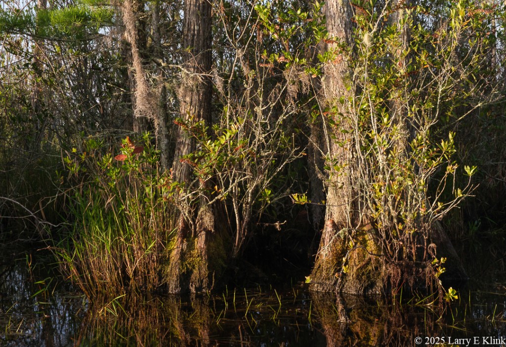 The foreground features 2 Bald Cypress Trees with tall, mostly green, vegetation at their base. The trunks are large, gray, and vertical. The background is tall green vegetation in front of blue sky. The base of the trees is surrounded by very dark water dotted with green vegetation.