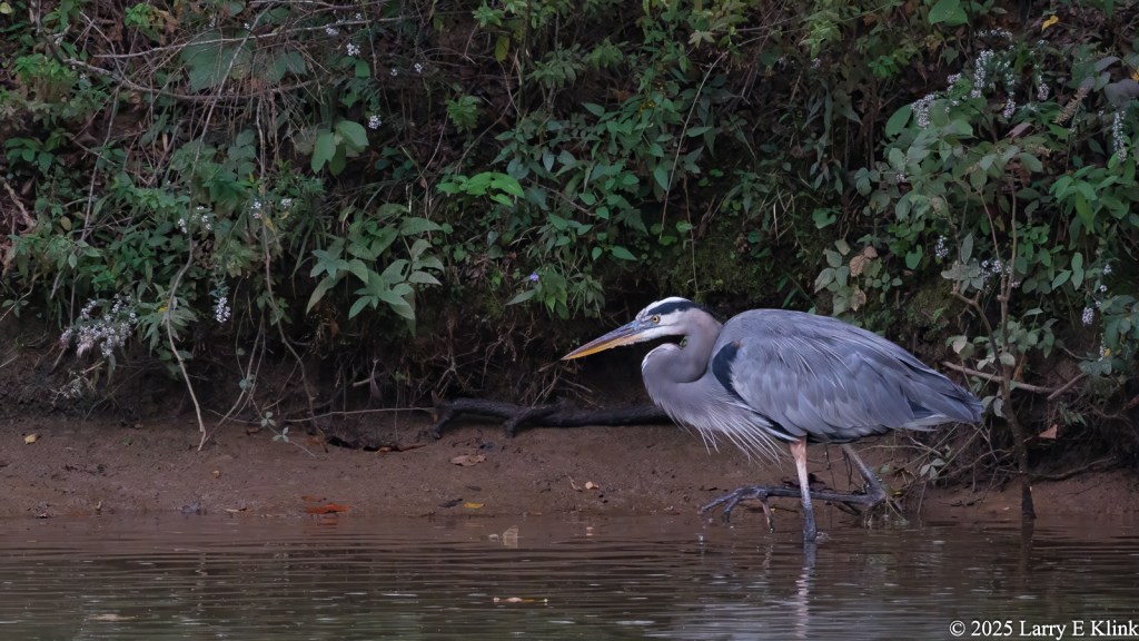 Photograph of a bird, a Great Blue Heron, wading in a river. It is a large bird, facing left.  on the right side of the picture. It has a gray body and neck. Its head is white with a wide blue stripe the width of its head passing through its eye. Its beak is primarily yellow with some blue on the top. It has one leg and foot submerged in the water while the other is raised and is reaching toward the left.
The background is in 3 parts. The river is at the bottom, the mud bank is in the middle, and the top is green foliage.
