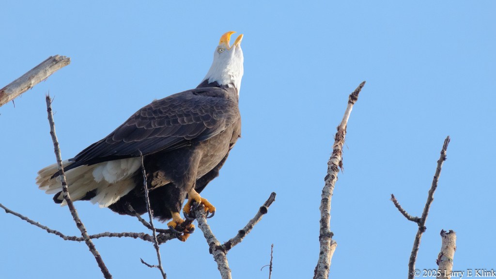 A bird, an adult Bald Eagle perched on a tree limb with its head pointed upward and its beak opened. The background is blue sky. The bird is surrounded by vertical tree limbs.
