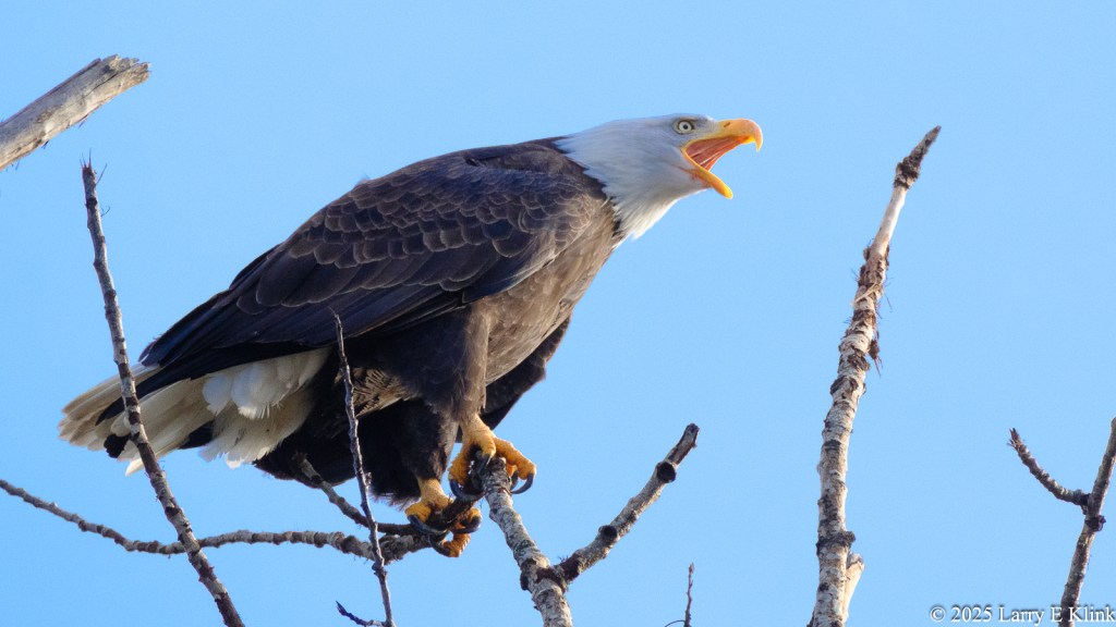 A bird, an adult Bald Eagle perched on a tree limb with its head pointed toward the right and its beak opened. The background is blue sky. The bird is surrounded by vertical tree limbs.