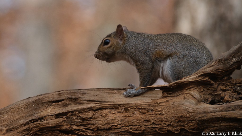 A Squirrel standing atop a log. The lower 1/3 of the picture is a log that slopes gently to the left. The squirrel is standing atop the log on the left side of the picture. The background is blurred.
