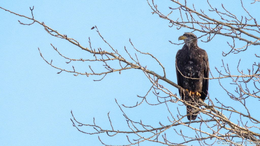 A bird, a Juvenile Bald Eagle, perched on and surrounded by tree limbs. It is facing the viewer with its head turned left. The background is blue sky.