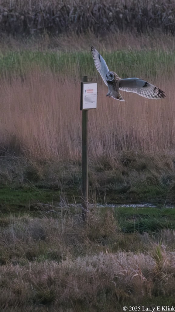 A bird, a Short-eared Owl, in flight, about to land on a nearby sign. The sign is the white square, mounted on a dark brown post in the middle of the picture. The Owl is just to the right with its wings spread wide and its body nearly vertical. The background is black and green grass.
