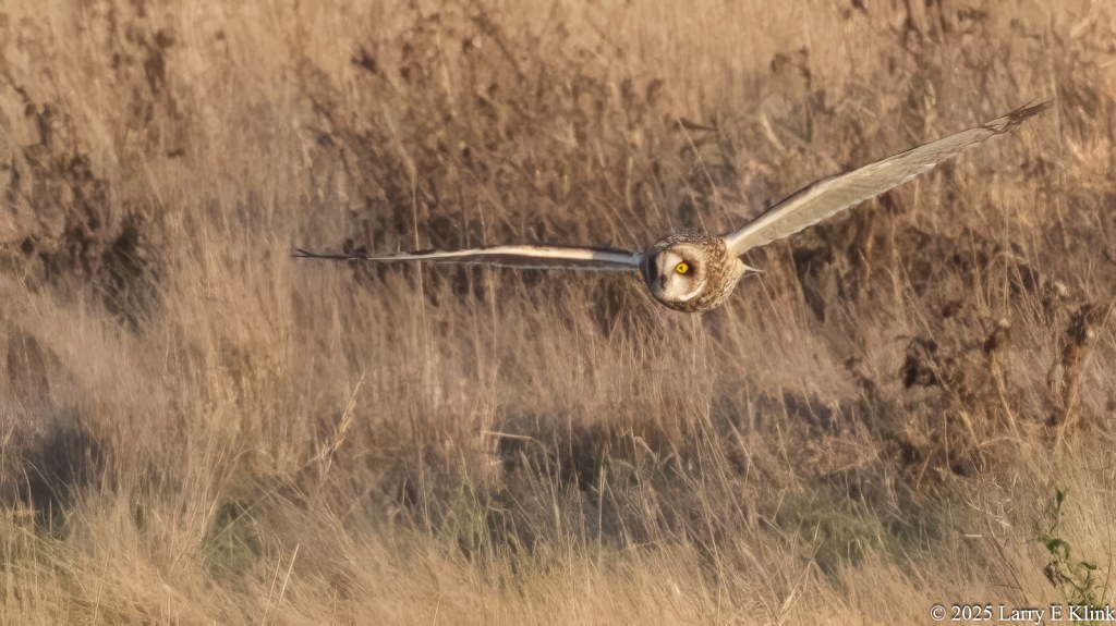 A bird, a Short-eared Owl, in flight with its wings spread horizontally. The Owl is in the upper right quarter of the frame. Its yellow eye with black pupil shows prominently in its face. The background is tall, brown and gold grass. The color of the bird matches the color of the grass quite well. It’s a good example of effective camouflage.