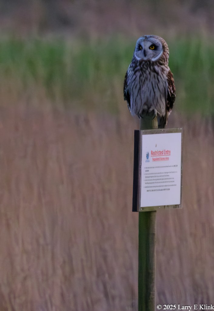 A bird, a Short-eared Owl, perched atop a sign. The sign is the white square in the lower right corner of the frame. The Owl is perched vertically atop the sign. Its yellow eyes with black pupil, and its black beak appear prominently on its face. The background is blurred brown and green grass.