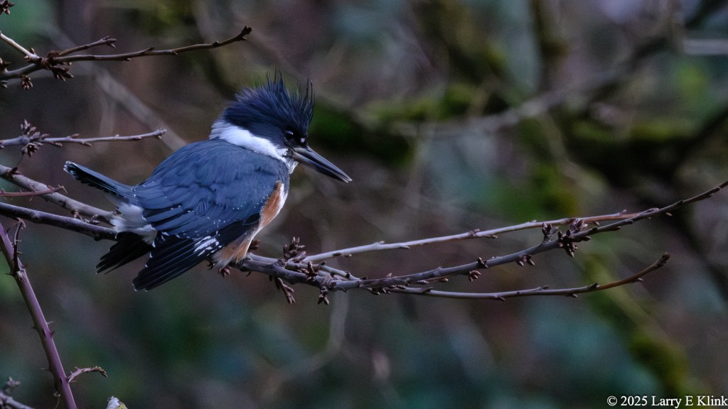 A female Belted Kingfisher perches on a thin branch that stretches across the middle of the frame. She sits slightly left of center, with a few smaller branches extending beside her. The background is a heavily blurred forest.