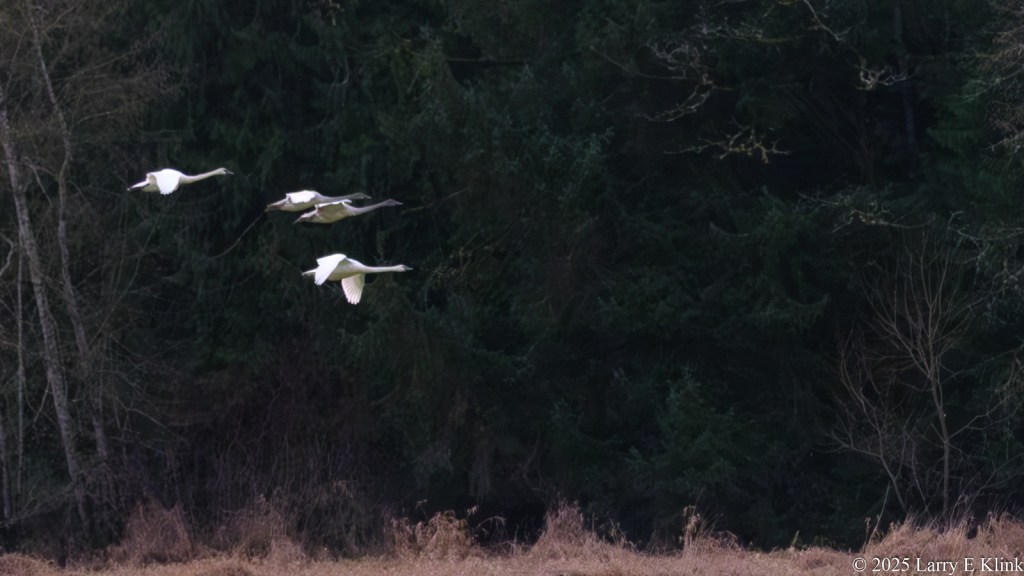 A picture of 4 birds, Tundra Swans, in flight. The birds are in the middle of the left side of the picture. The birds are white with a black beak. The middle one has a gray neck indicating that it is a juvenile. The background is dark with very dark, almost indistinguishable, green texture from the darkened forest. There is a low row of golden-brown grass along the bottom.
