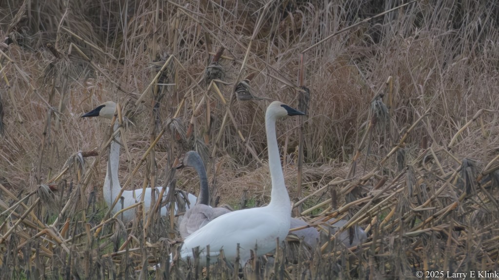A picture of 3 birds, Tundra Swans, with a prominent one in the foreground while the other 2 are positioned in a column behind and to the left of the prominent bird. The birds are white with a black beak; the middle one has a gray neck indicating it is a juvenile. The background is muted, golden brown grass.