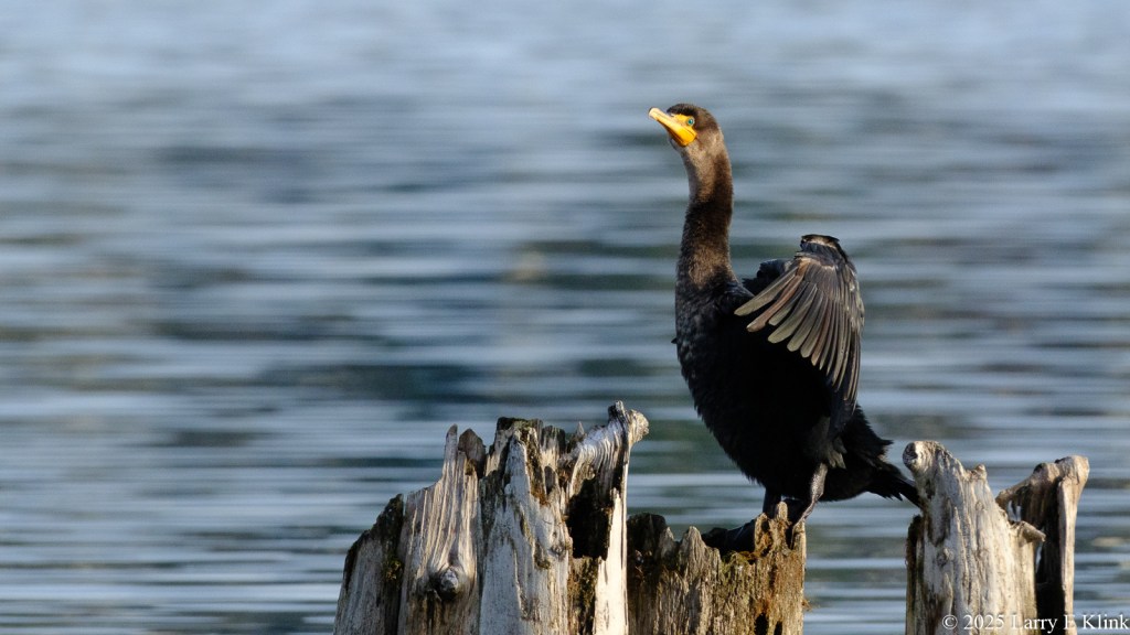 A bird, a Double-crested Cormorant, perched on a stump with its wing spread. There are 4 tree stumps in the bottom 20% of the frame, positioned to the right. The bird is on the middle stump. Its head facing upward and skewed to the right. Its beak and eye are prominent. The background is rippled blue water.
