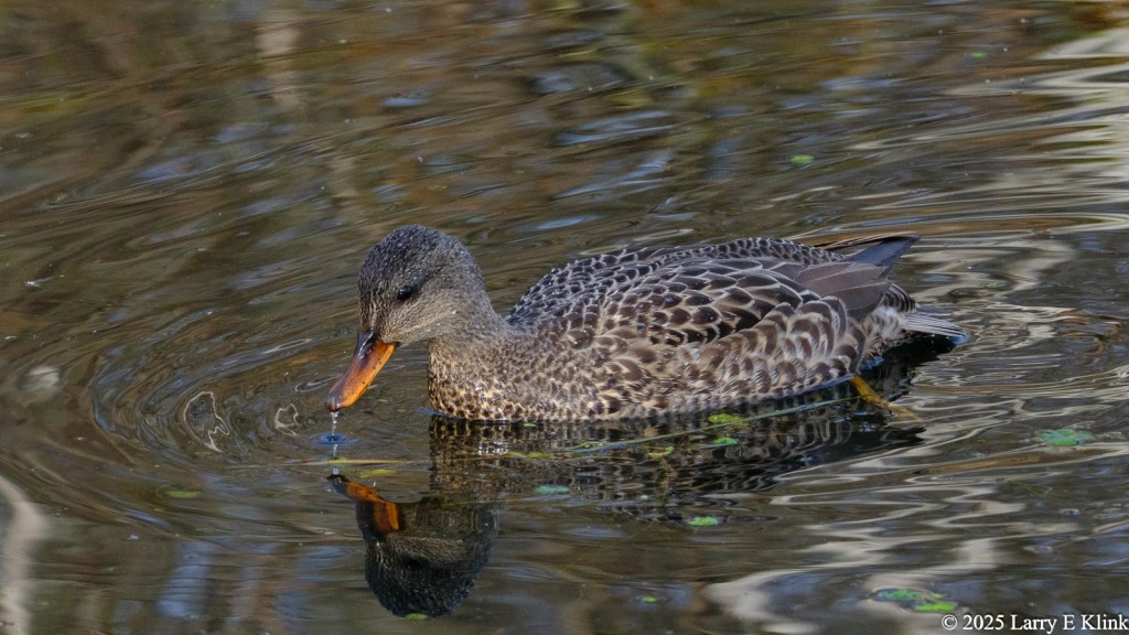 A bird, a Female Gadwal duck, facing left in the mid and lower portion of the frame. Its head is erect and water is dripping from the end of its bill. The background is rippled water with some blue and white highlights.