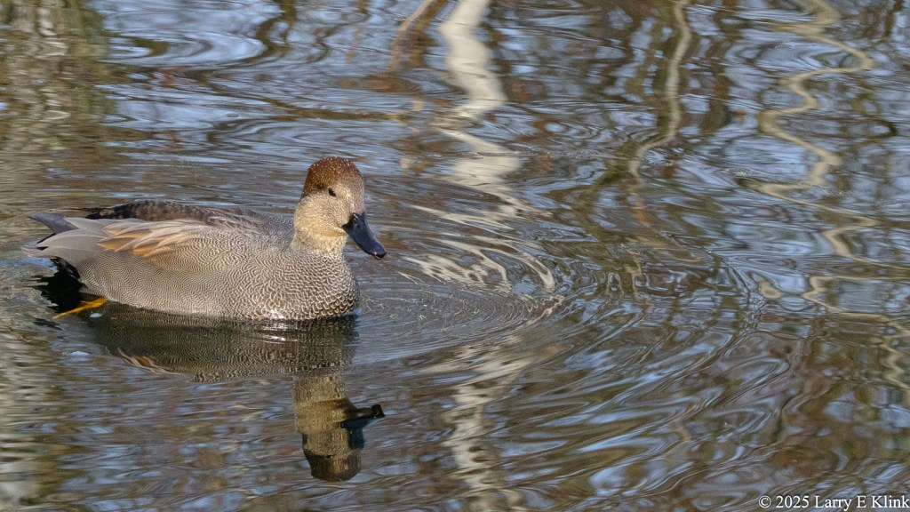 A bird, a Male Gadwal duck, facing right in the mid left side of the frame. Its head is erect and its black bill is prominent and facing right. The background is rippled with a strong, vertical, white highlight.
