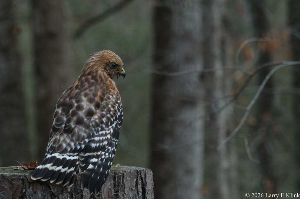 A bird, a Red-shouldered hawk. Perched on a post in the left side of the frame. Its head is tilted slightly back making its head and beak visible. The background is blurred trees and green foliage.