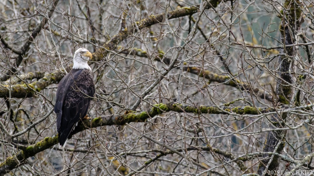 A bird, a Bald Eagle, perched on a tree limb and surrounded by a tangle of tree limbs. The bird is on the left side of the image and is looking to the right. The bird’s body is black with some very thin stripes outlining the feathers. Its head is white. Its beak is yellow and its eye is yellow and outlined in black and with a yellow dot in the center.