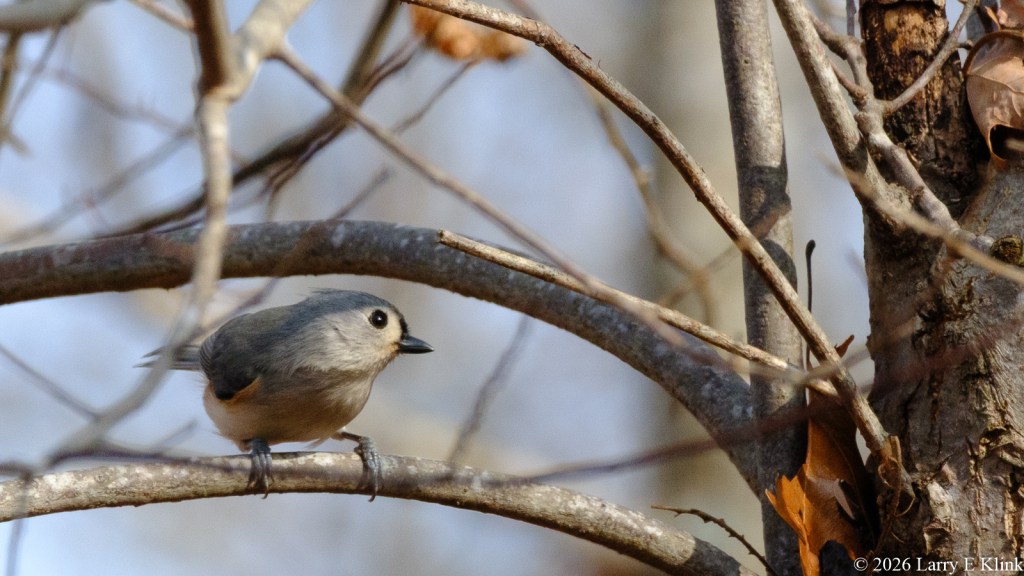 A small bird, a Tufted Titmouse, perched on a branch in the lower left quadrant of the picture. It is facing left. Its black eye and black beak are prominent as are its claws wrapped around a tree branch. The bird is perched among several branches, mostly horizontal but a few vertical. The tree trunk is along the right side of the picture.