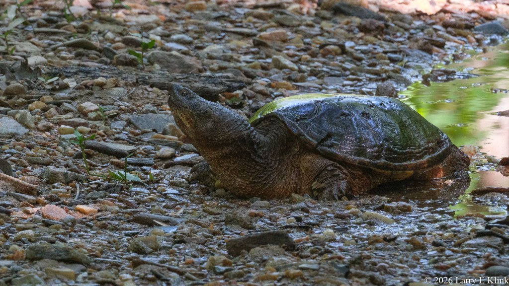 A large common snapping turtle resting on a rocky, muddy riverbank beside shallow water. Its dark, ridged shell appears wet and textured, and its thick neck extends forward. Small stones, pebbles, and bits of vegetation surround the turtle, creating a natural riverbank setting.