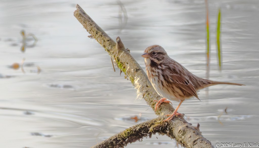 A bird, a Song Sparrow, perched on a tree limb, facing left, and located just right of the middle of the photo.  The bird’s legs, claws and beak are a pinkish color. It has a black eye with a black eye stripe extending from the right side of its eye and curving downward. It has a white patch under its beak and a white breast. The remainder of its feathers present a striped pattern.
The background is rippled, silvery water with a few pieces of green vegetation.
