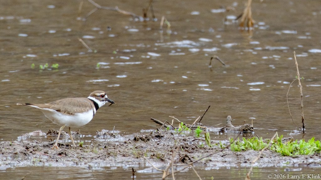 A bird, the Killdeer, foraging along a muddy riverbed. The bird is located in the lower left corner of the frame. It appears to be walking on a gray mud shoal or mud islet littered with debris and small green plants. The bird is facing right and has a worm in its pointed black beak. Its eye is a red circle with a black pupil. Its legs are a pale, pinkish tan. Its head is light brown with a white eye stripe. Its neck is banded with a white stripe and a black stripe. The upper part of its body is light brown. Its breast and underparts are white.
