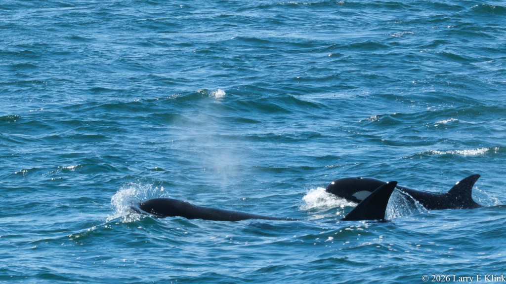 A pair of Orcas, i.e. Killer Whales, swimming alongside each other; one a bit forward of the other. Their bodies are cylindrical and black. One has a visible white patch. Their dorsal fins are pointing to the upper right. There is a puff of moist air above the nearest one, it is the remnants of a breath through its blowhole. The background is blue water with small waves.
