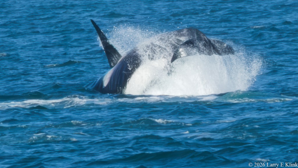 
An Orca, i.e. Killer Whale, diving into the water It’s body is cylindrical, black on top, white on bottom. Its dorsal fin is pointing straight toward the upper left corner of the frame Its tail facing the lower right just above a curtain of foamy white water. The background is blue water with small waves.