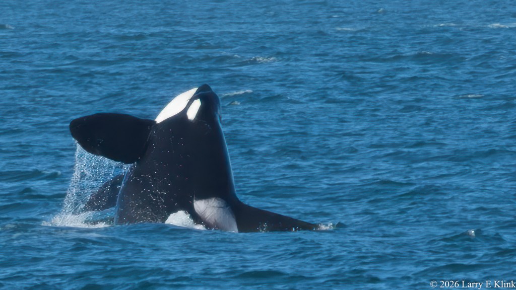 An Orca, i.e. Killer Whale, rising from the water.  Its body is cylindrical, black with patches of white. Its pectoral fins extend from its body. The background is blue water with small waves.