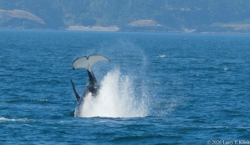 An Orca, i.e. Killer Whale, diving into the water. Only its tail and dorsal fin are visible. Its tail is pointing up to the top of the frame. It is white and sits on a small, conical part of its black body. A foamy white curtain of water is hiding much of its body. The background is blue water with small waves.